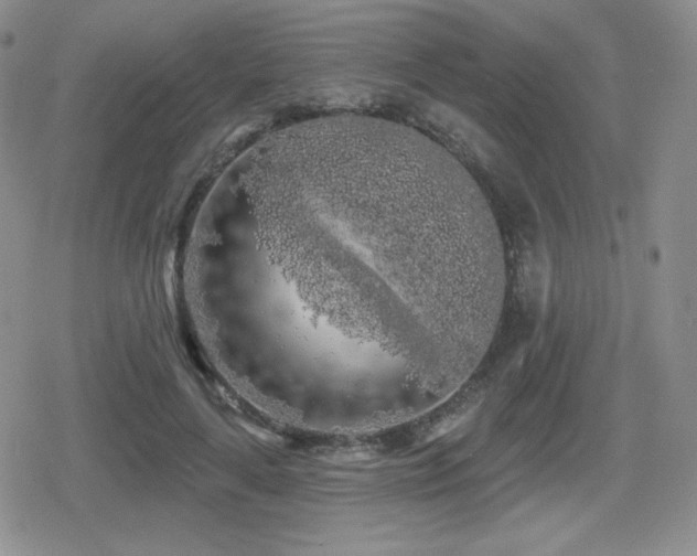 X0000080740643200612151250