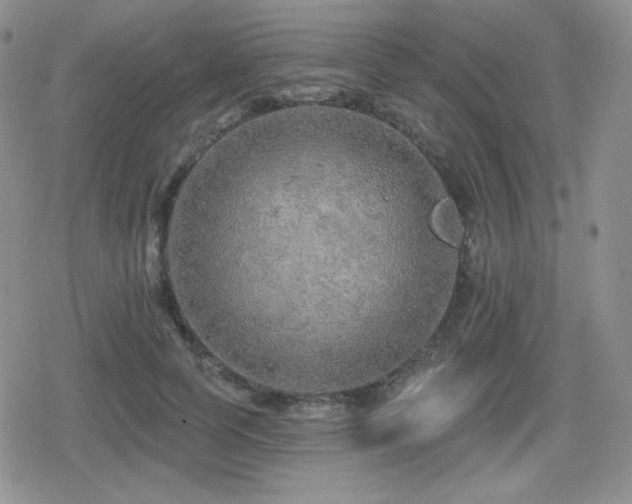 X0000080740745200612151249