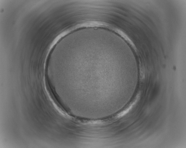 X0000080740845200612151247