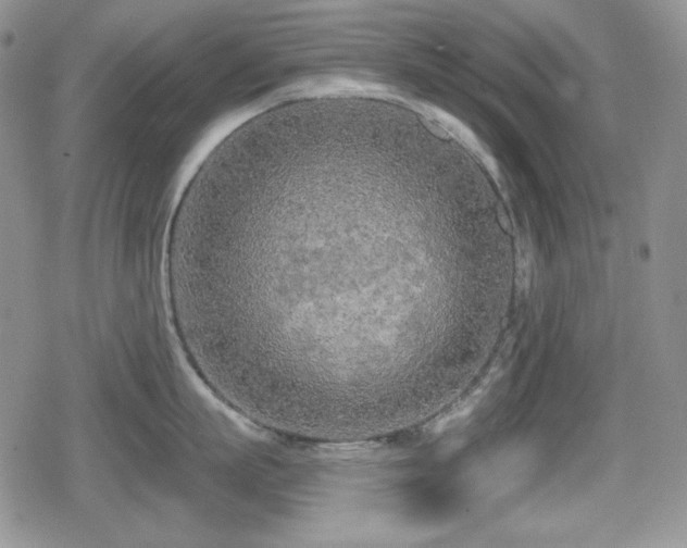 X0000080740863200612151248