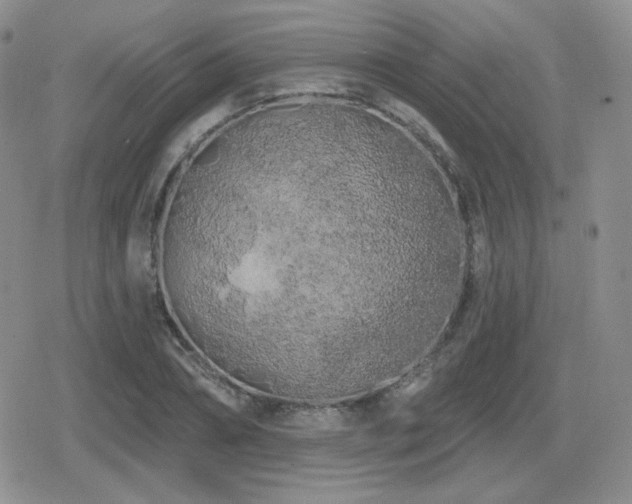 X0000080740882200612151247