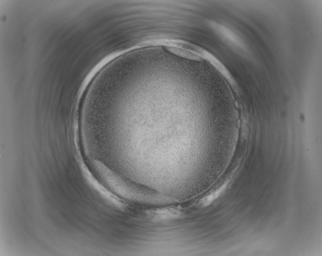 X0000080740955200612151246