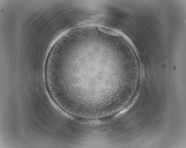 X0000080740957200612151246