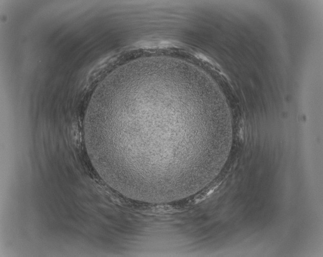 X0000080740966200612151245