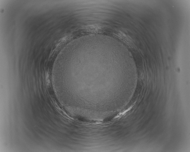 X0000080741106200612151242