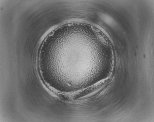 X0000080741245200612151241