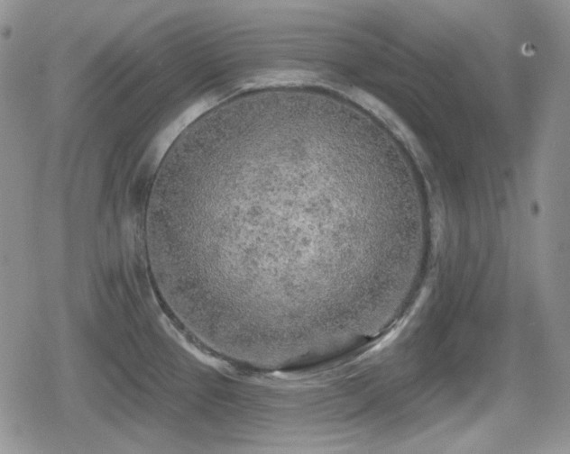 X0000080741337200612151240