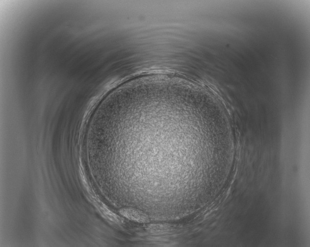 X0000080740145200612221328