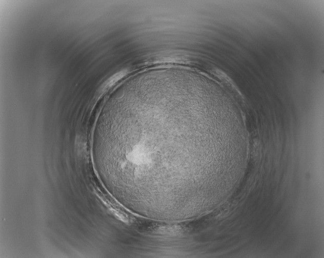X0000080740882200612221316