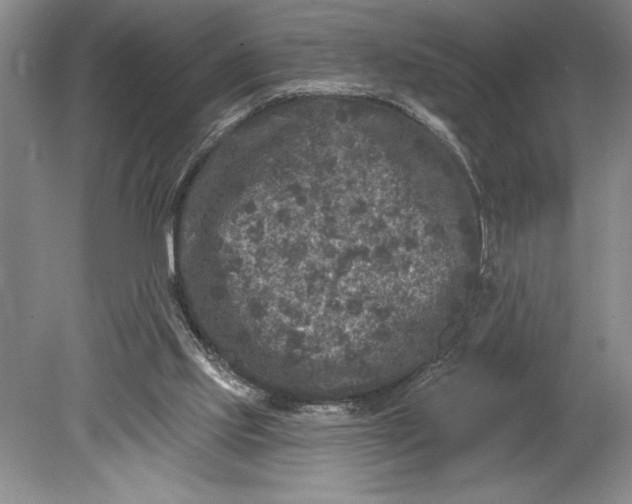 X0000080740061200701021157