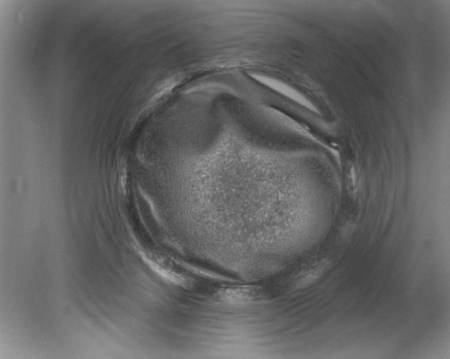 X0000080740072200701021157