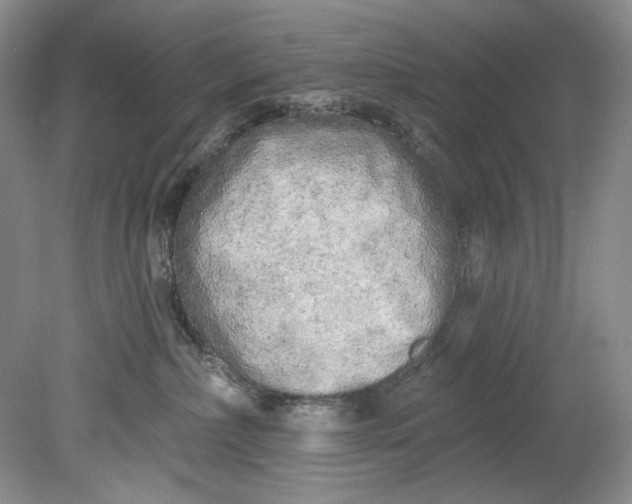 X0000080740236200701021155