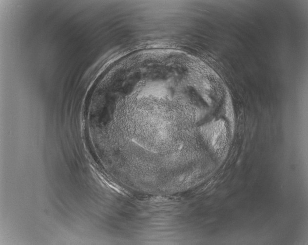 X0000080740290200701021154