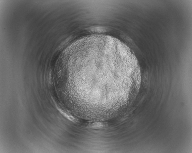 X0000080740330200701021153