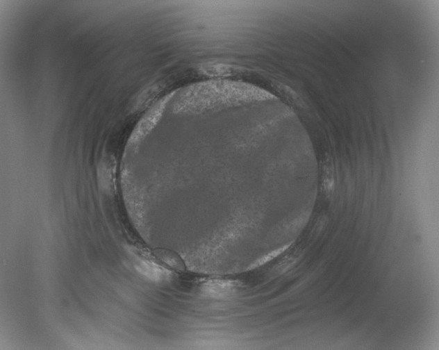 X0000080740332200701021153