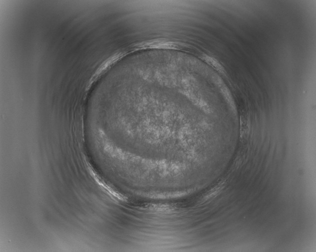 X0000080740349200701021152