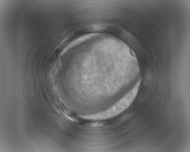 X0000080740366200701021153