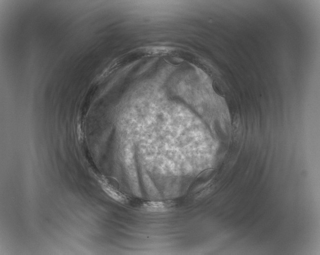 X0000080740381200701021153