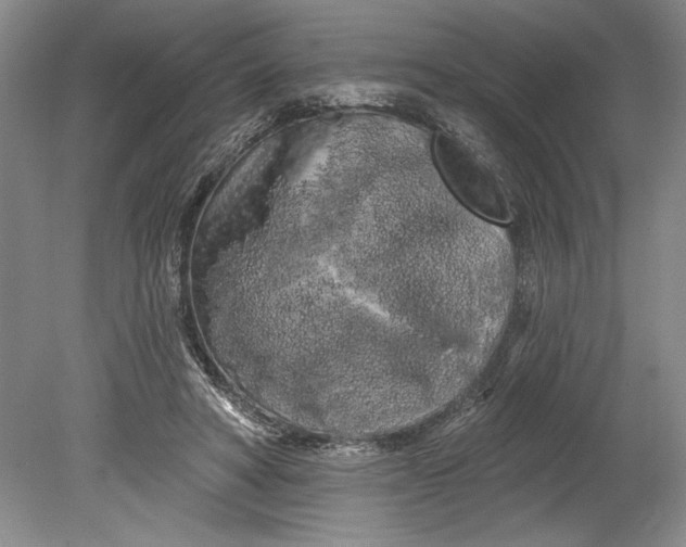 X0000080740402200701021152