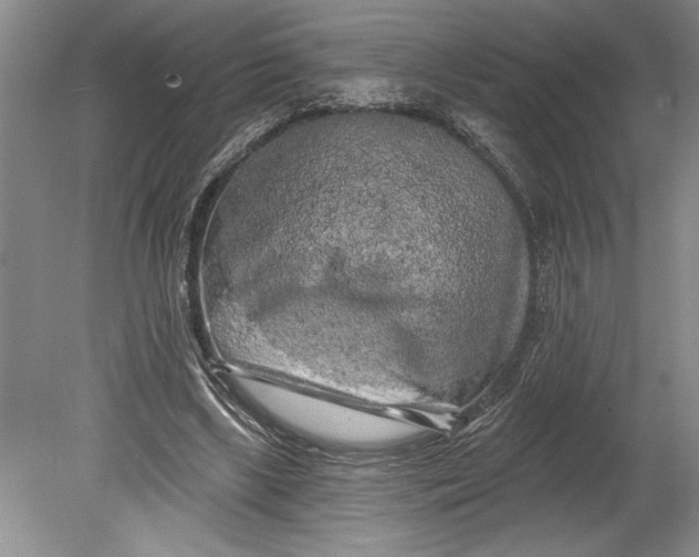 X0000080740443200701021151