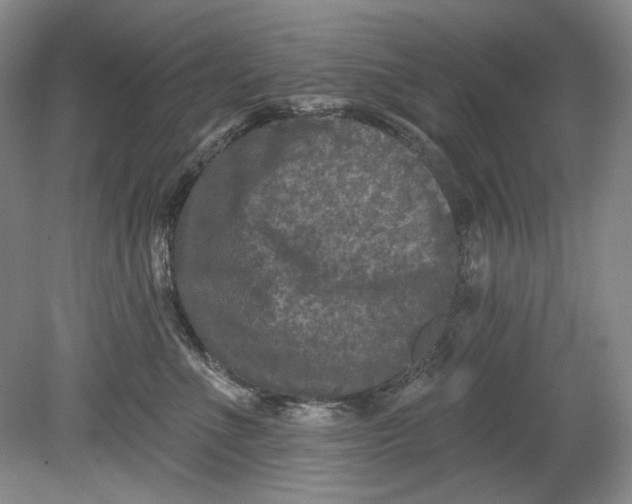 X0000080740523200701021150