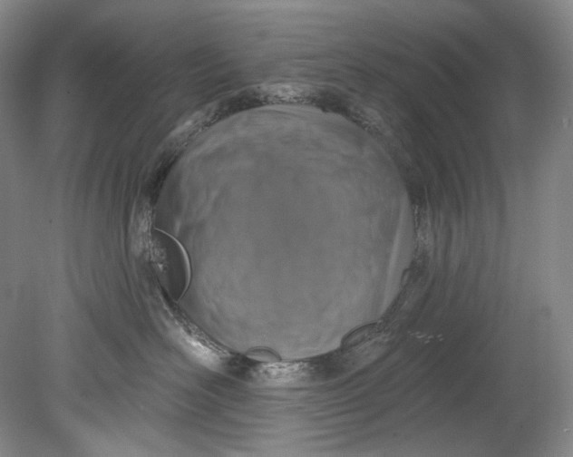 X0000080740526200701021150