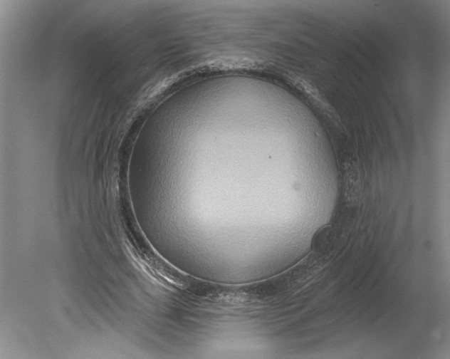 X0000080740631200701021147