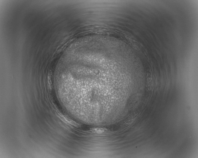 X0000080740654200701021148