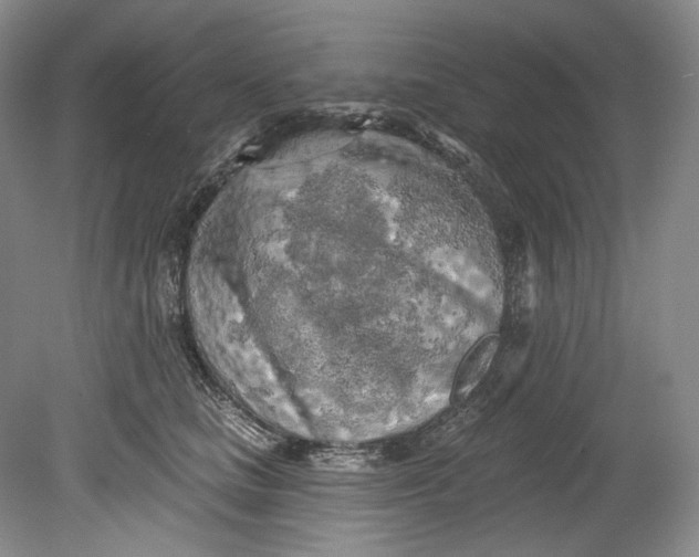 X0000080740661200701021148