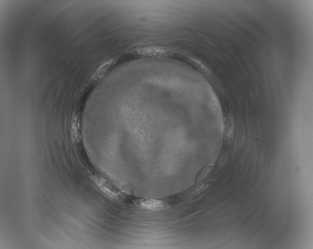 X0000080740669200701021148