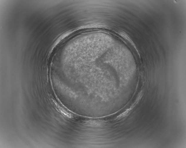 X0000080740781200701021145