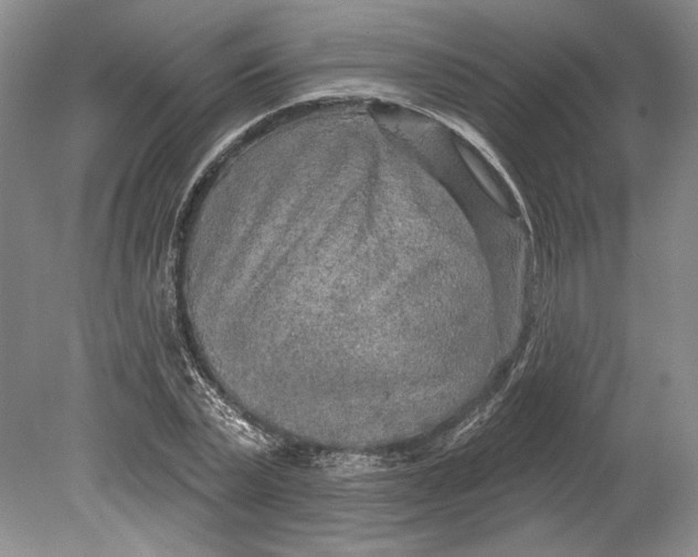 X0000080740783200701021145