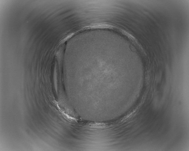 X0000080740833200701021144