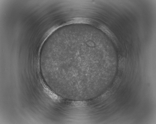 X0000080740836200701021144