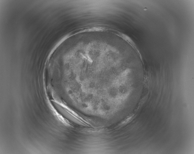 X0000080740859200701021145