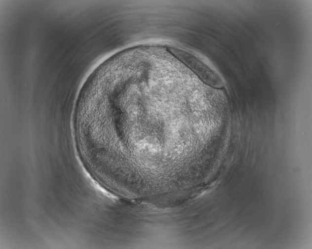 X0000080740959200701021143