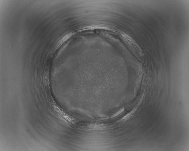 X0000080740977200701021142