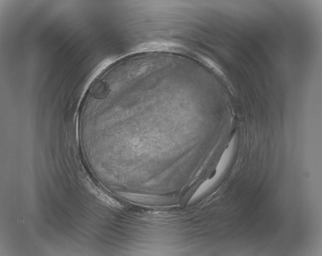 X0000080741275200701021137