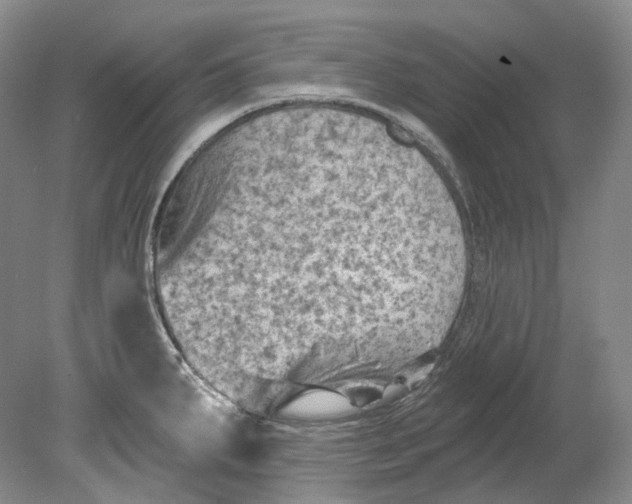 X0000080741287200701021137