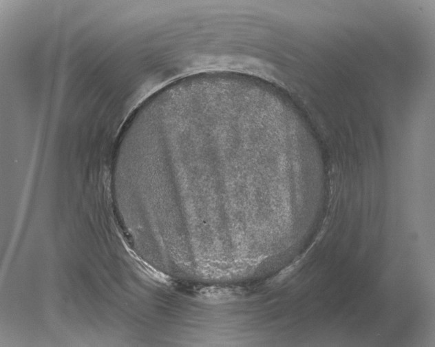 X0000080741505200701021133