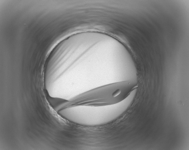 X0000080741524200701021133