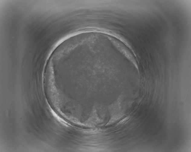 X0000080741535200701021134