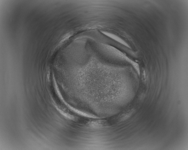 X0000080740072200701051155