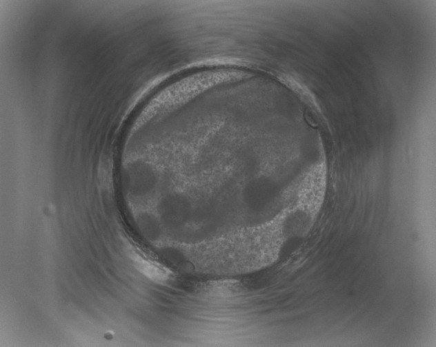 X0000080740108200701051155