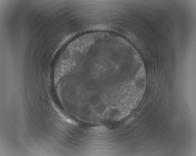 X0000080740112200701051155