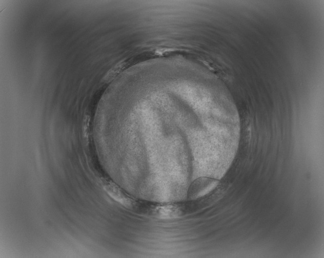 X0000080740275200701051152