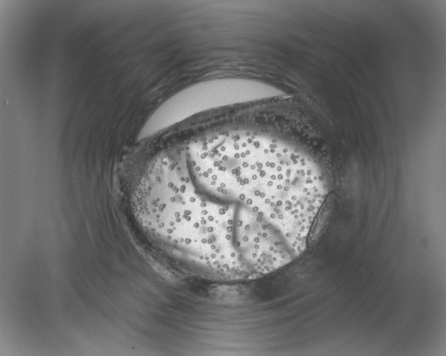 X0000080740277200701051152