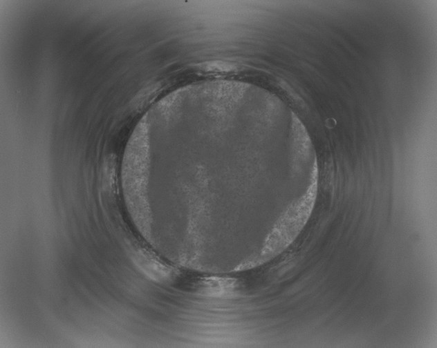 X0000080740328200701051151