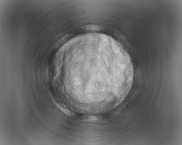 X0000080740330200701051151