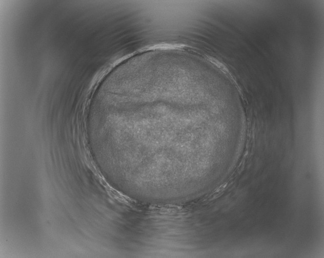 X0000080740337200701051150